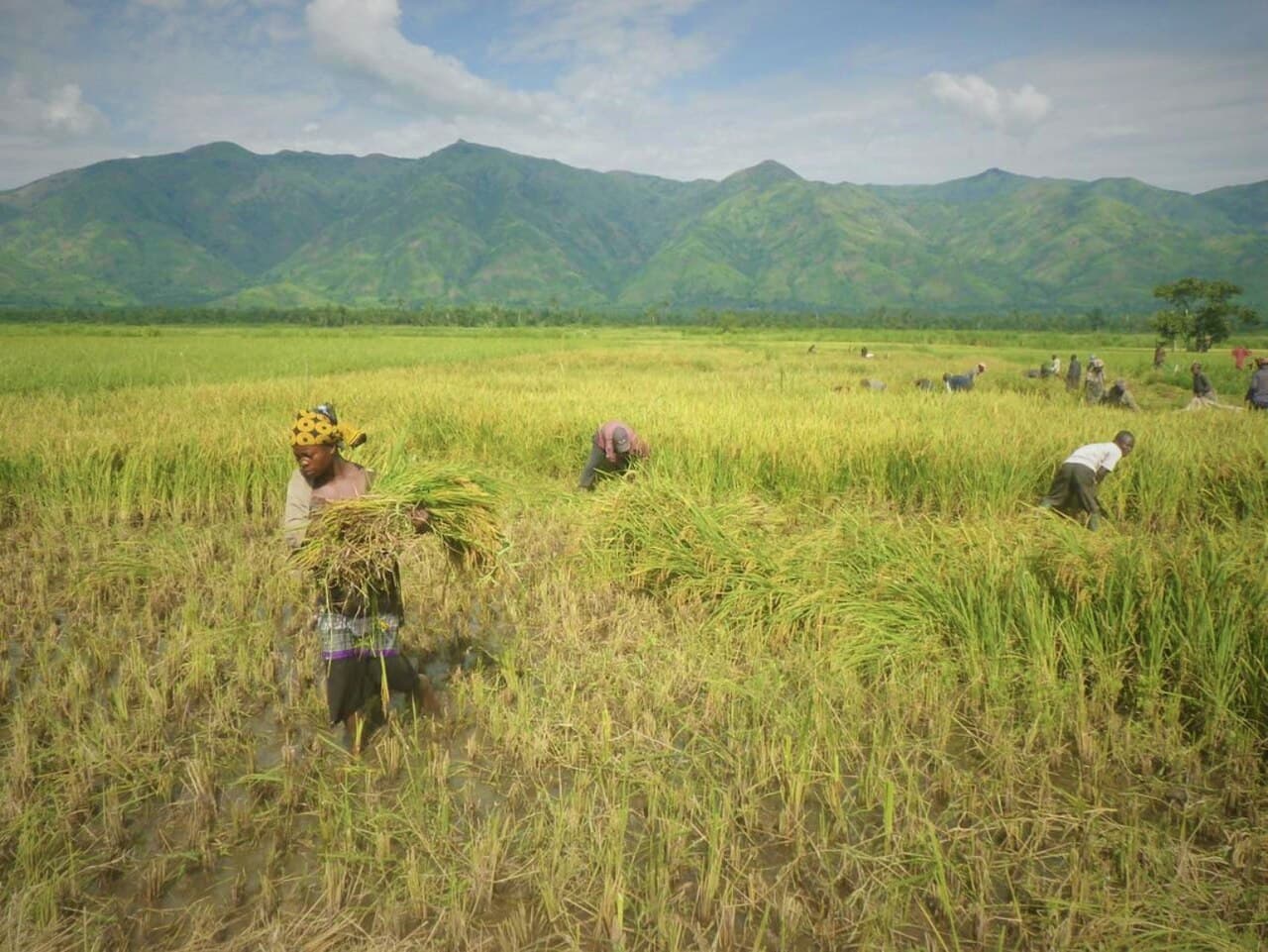 Secteur agricole au RDC