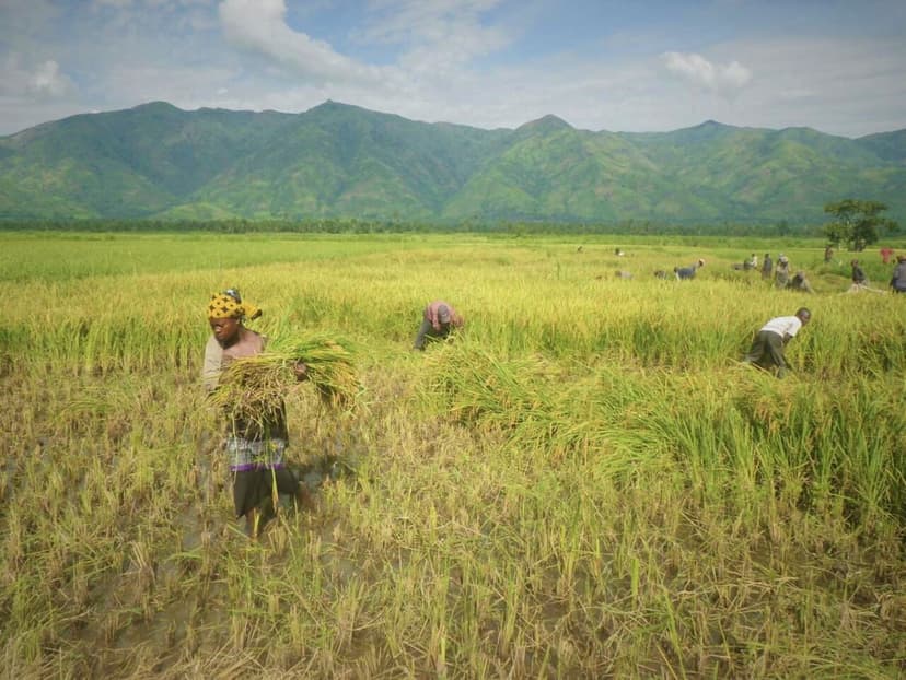 Récolte du riz dans la plaine de la Ruzizi, en RD Congo